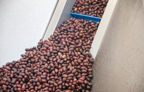 5.PVG Hellas - Machinery specialized in olive selection